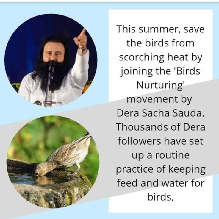 ShawetaInsan's tweet photo. You  should #FeedEveryCreature
.They also have right to live .So provide food water to survive. 
Saint Gurmeet Ram Rahim Ji started Birds nurturing compaign for feeding birds . https://t.co/eB9NGEI4Sn