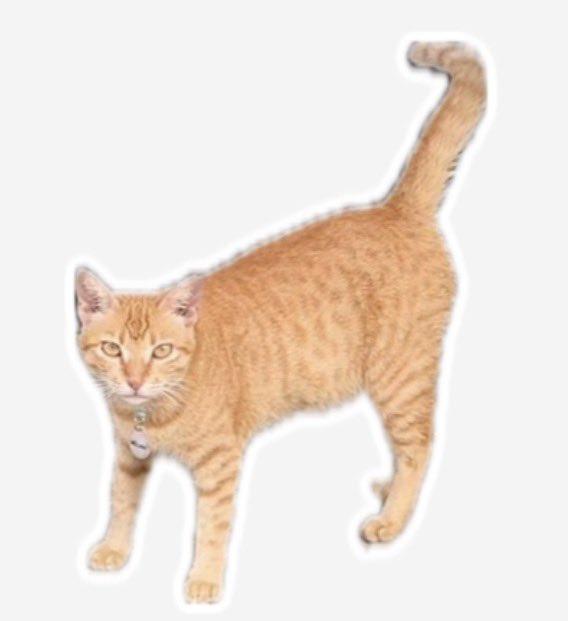 CatsofJakartaID's tweet photo. @gooseydotgov *gets stimmed* https://t.co/j4q4oNo9HJ