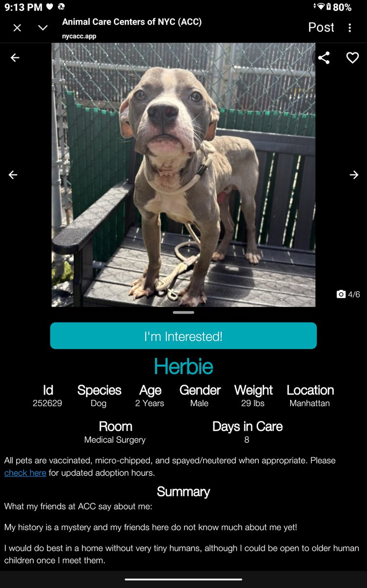 CharBolen's tweet image. HERBIE ♥️ #252629  2yr old Boy ♥️#Nycacc
This precious young boy needs a loving forever 
home.. the condition of this poor starved boy 
is beyond cruel and heartless.. this is abuse 💔🤬
He deserves to be loved.. how does this happen..
He needs a loving hero
#Adopt#Foster#Pledge