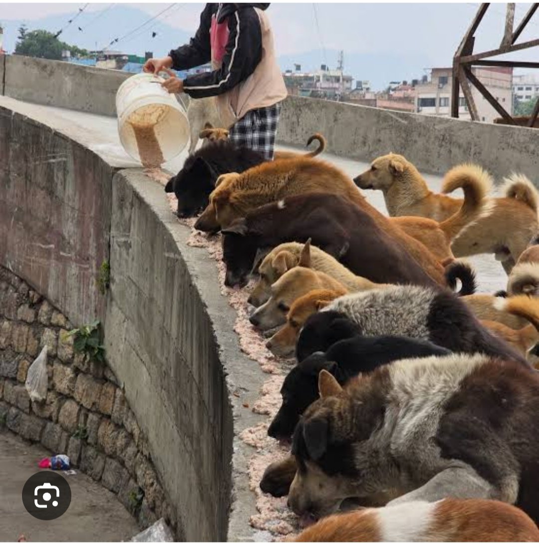 KittyRathore3's tweet photo. We should take care of every creature in the world and give the food and water proper time so that they can lead happy life it is #FeedEveryCreature. By
Saint Gurmeet Ram Rahim Ji https://t.co/vSOQuSaIPa