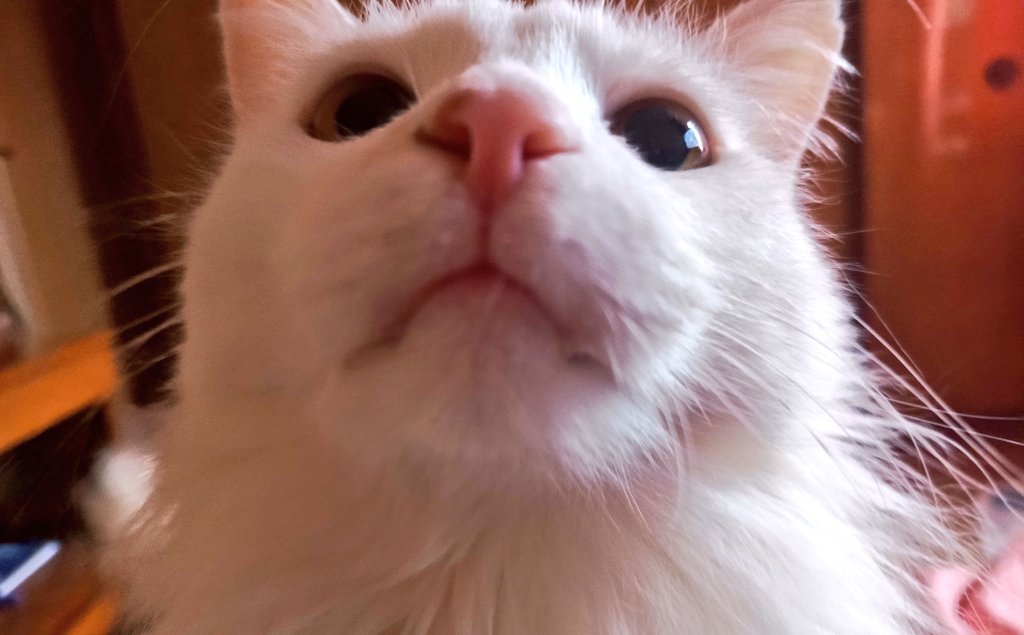 Хельдь под шубой tweet media