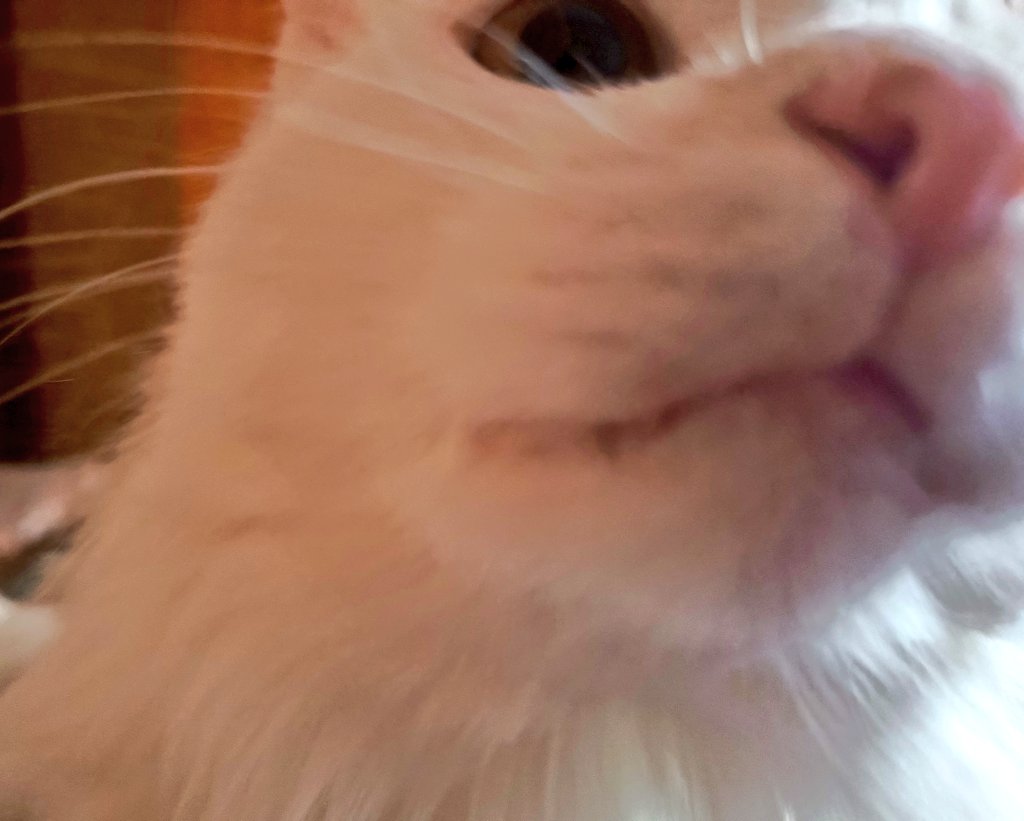 Хельдь под шубой tweet media