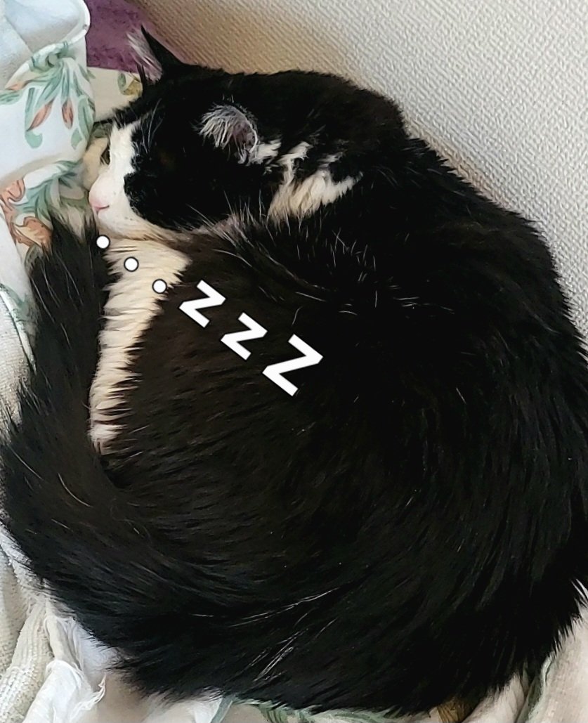 4月29日水曜日 マリモ z z z . . . 😴 GW始まってるみたいです😊 良き
