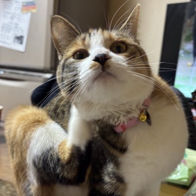 みやっち(勉強会やってまーす) tweet media