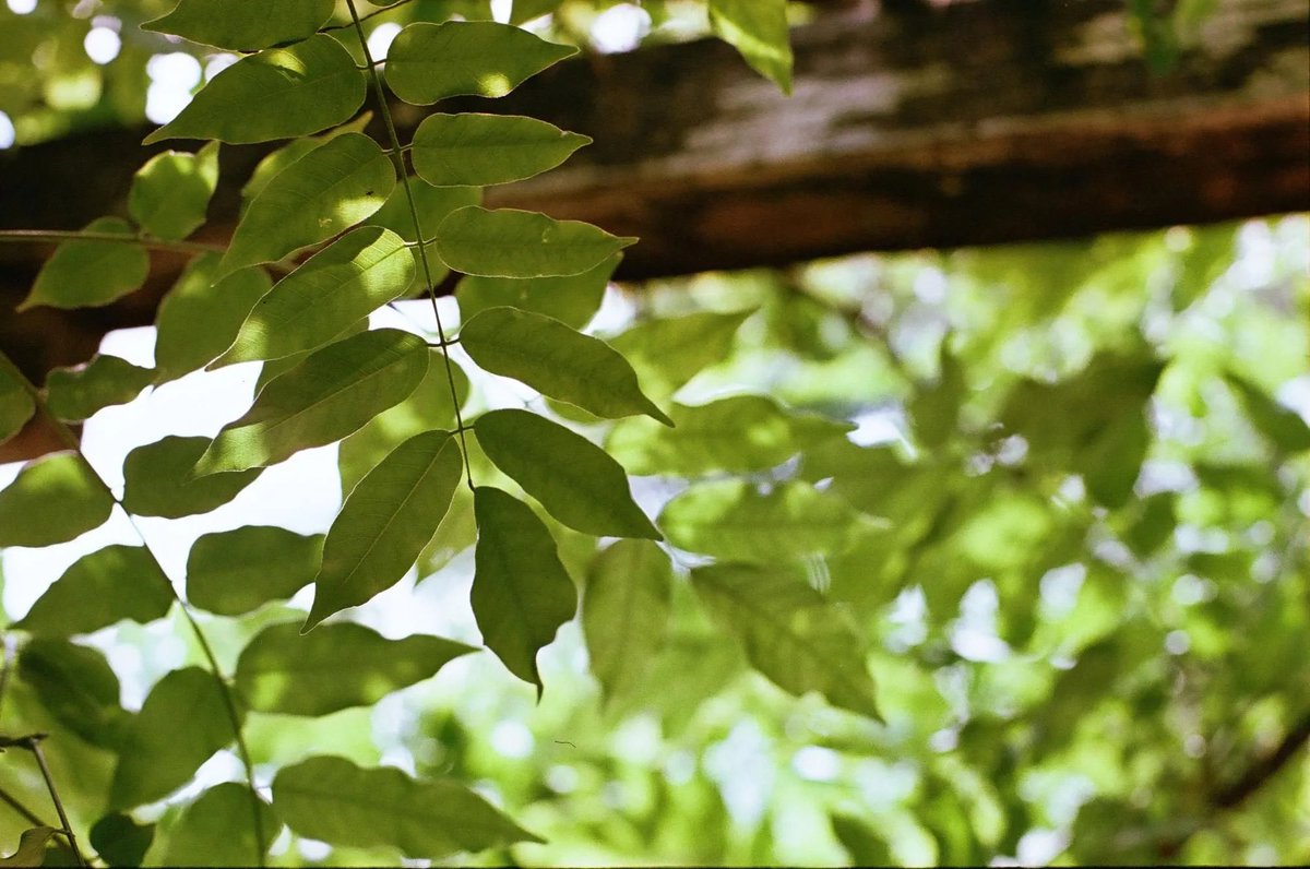 photoyoshioka's tweet image. #LuckyColor200 35mm カラーネガフィルム 36枚撮り photoyoshioka.shop-pro.jp/?pid=191539574

アナログ感を楽しめるカラーネガフィルム Lucky Color 200は、中国の老舗フィルムメーカーが製造する、35mmカラーネガフィルムです。
#ラッキーカラー
#new
#カラーネガフィルム
#門真市写真屋