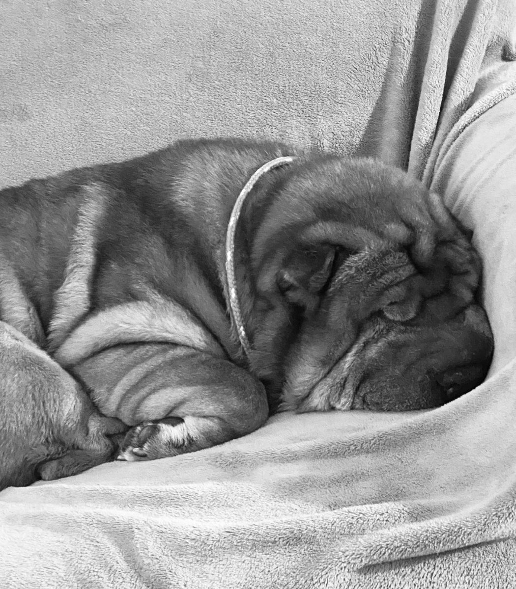 Shnookie04's tweet image. My little man all Snuggled up snoring away..☺️ 
❤️ #Dogs