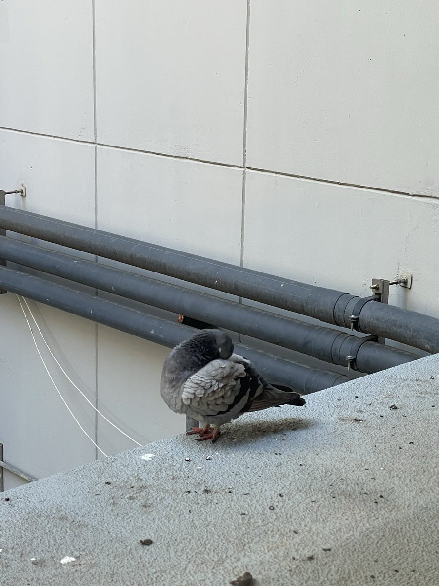 turtlegets's tweet photo. #potd 
puffy pigeon preening https://t.co/jirQJe53eN