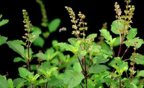 dsudeshna434's tweet image. Rapid Relief from Cold and Cough: Tulsi's anti-inflammatory and expectorant properties help reduce mucus or phlegm, providing quick relief from coughing and congestion.#health #healthtips #NaturalCare #healthylifestyle #tulsi