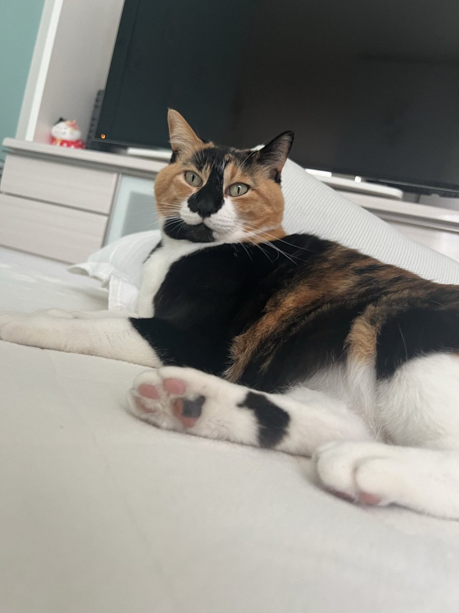 三毛猫はなこ (@hanako20180721) / Posts / X