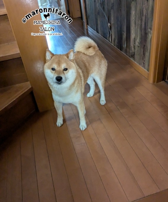 出かけるのをブツブツ文句言いながら玄関まで来るタロ
帰ってきたらそっけないくせに〜😙