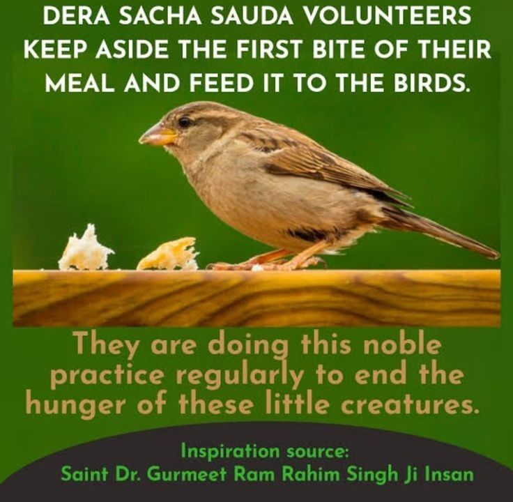 KratikaGoy44535's tweet image. often referred to as  is the leader of the socio-spiritual organizati Dera Sacha Sauda. His message saint Dr Gurmeet Ram Rahim Singh Ji Insan.commonl delivere through live session video, and social media, focus heavi on humanita Indian culture, and spiritual 
#feed every culture