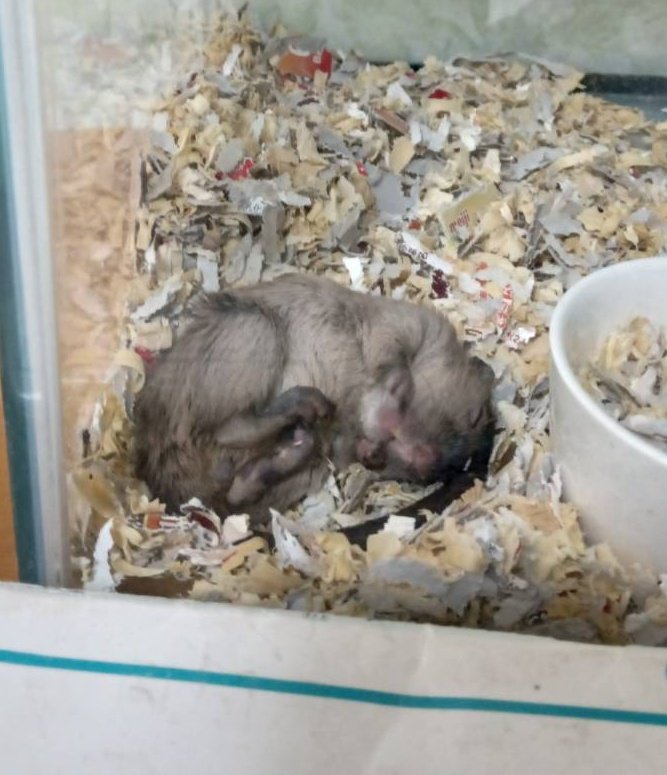 ChefGerbil's tweet photo. へん��寝相のココア
重なり合った脚がなんとも…
#ジャービル
#gerbil https://t.co/CLkljva5vP