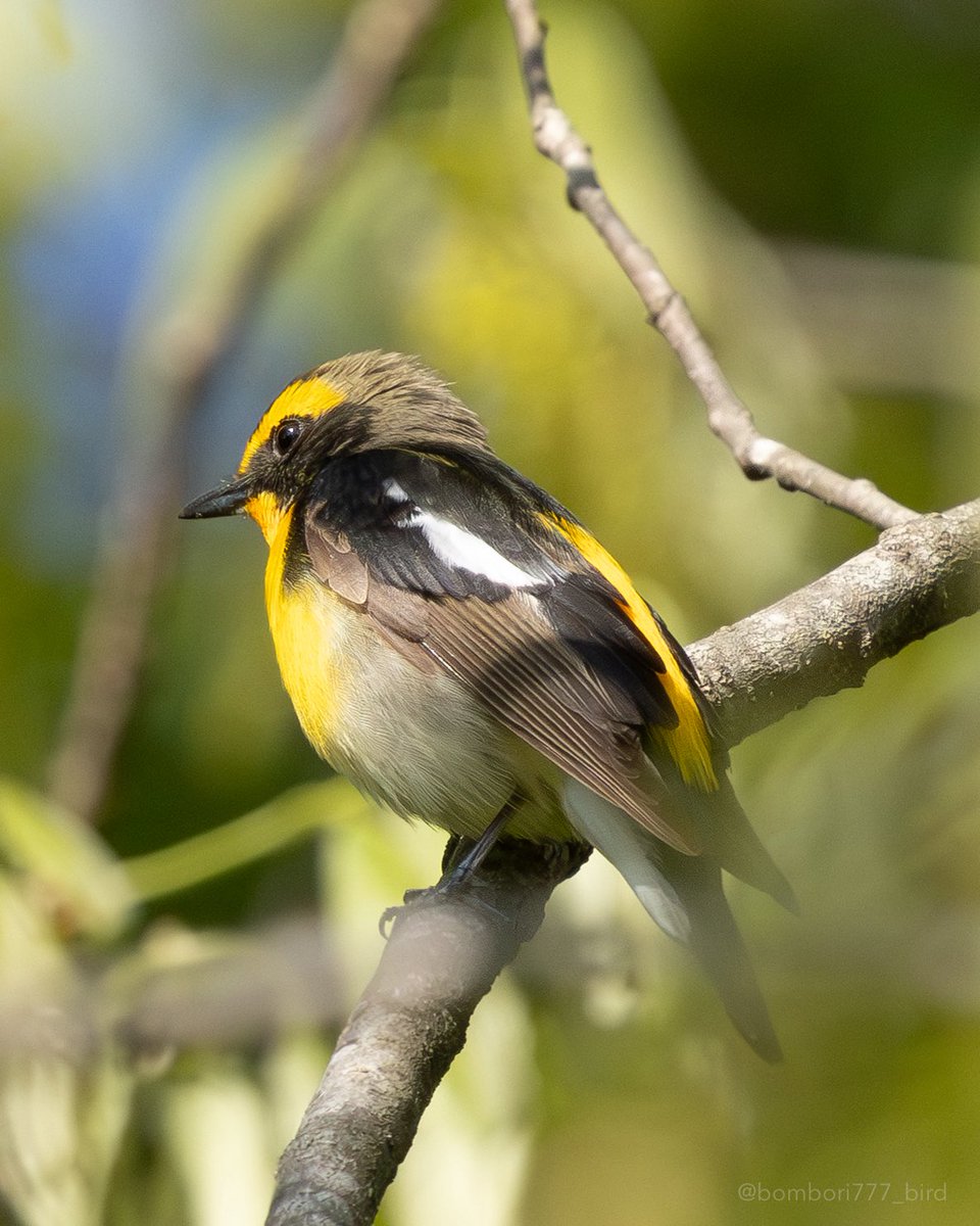 ぼんぼり＠野鳥日和 tweet media