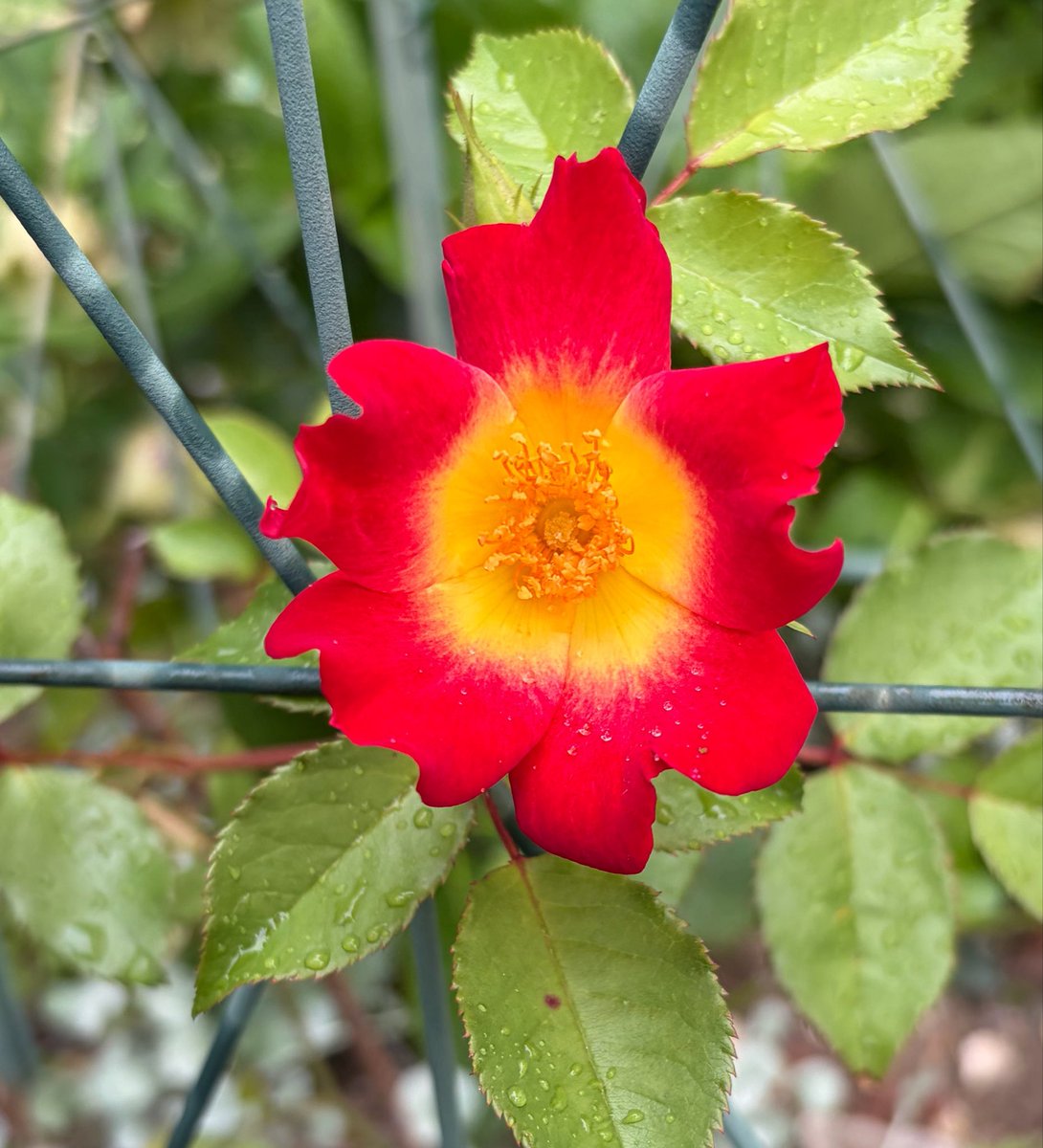 #戦争に反対するお花畑の会
ナニワイバラが咲き終わって今度はアンジェラが咲き始めたよ
ミニバラも良く咲いてくれてる
ハツユキカズラに押されて弱ってしまったカクテルも持ち直して花をつけたよ
玄関出るといい香りで気分が上がる