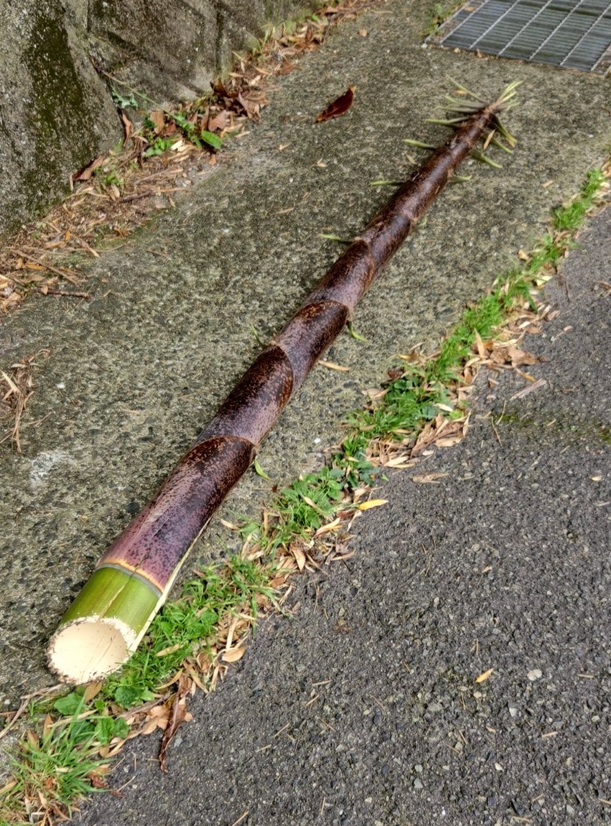 しゃちく tweet media