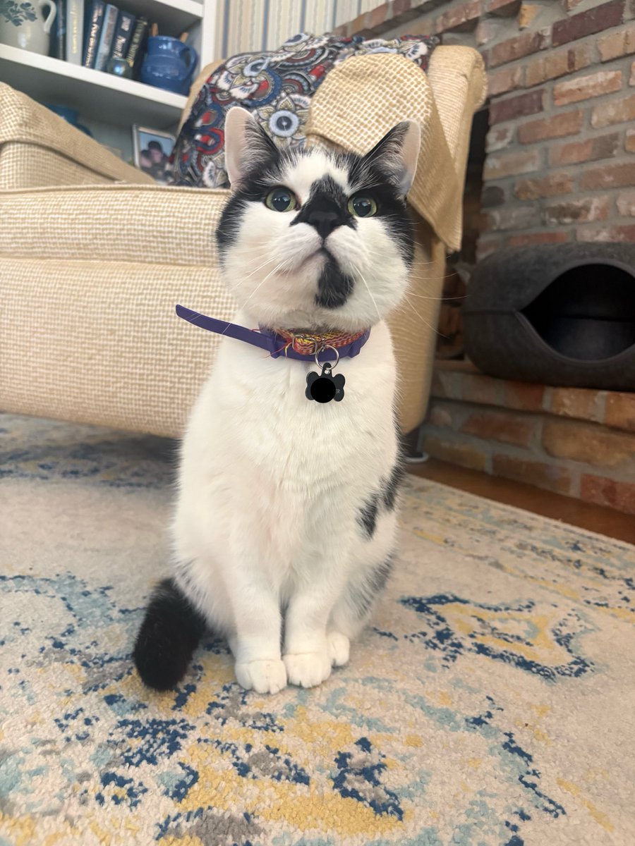 emily bengaltiger 🐈‍⬛ ⚾️ tweet media