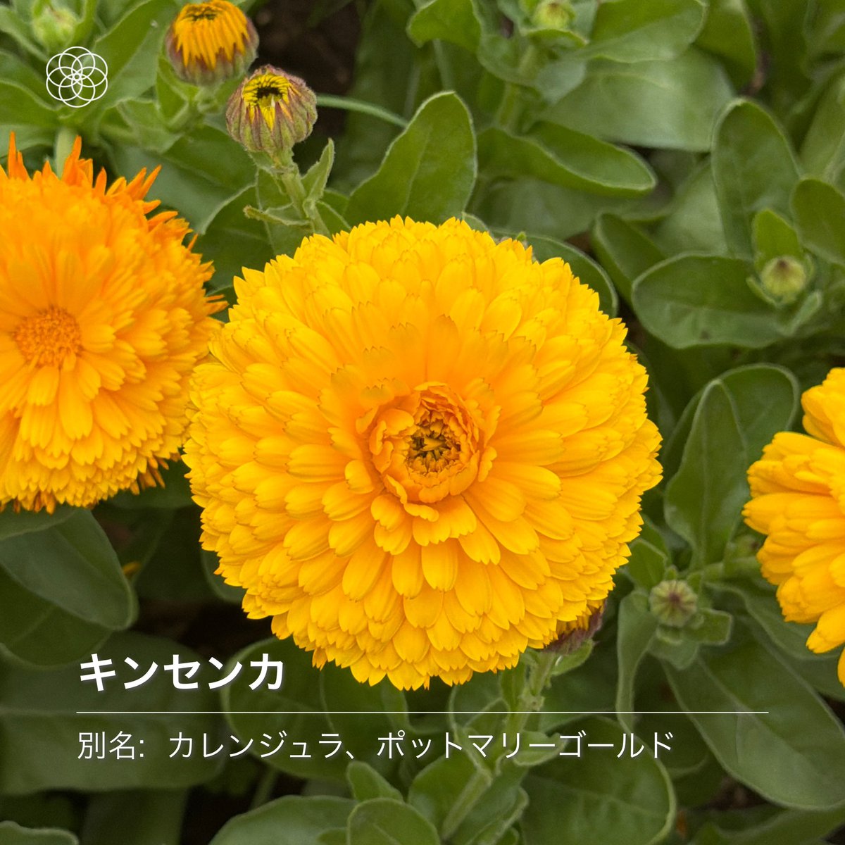 にゅるるん tweet media
