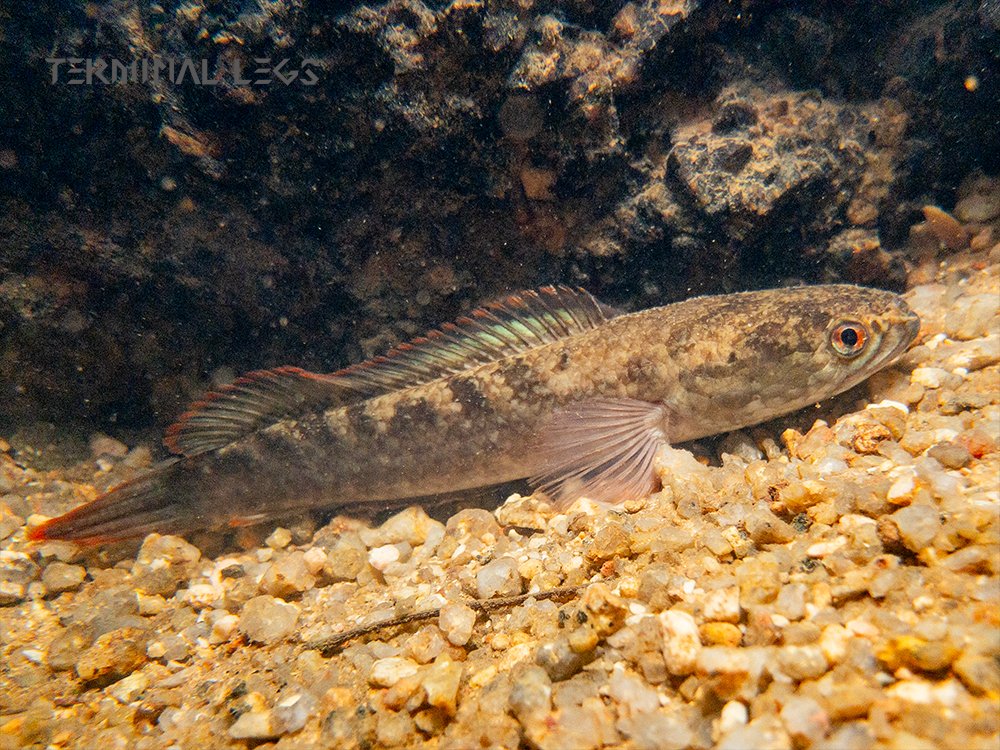 すっげーー！！ タイで雷魚（スネークヘッド）みつけた！ 背びれが青と