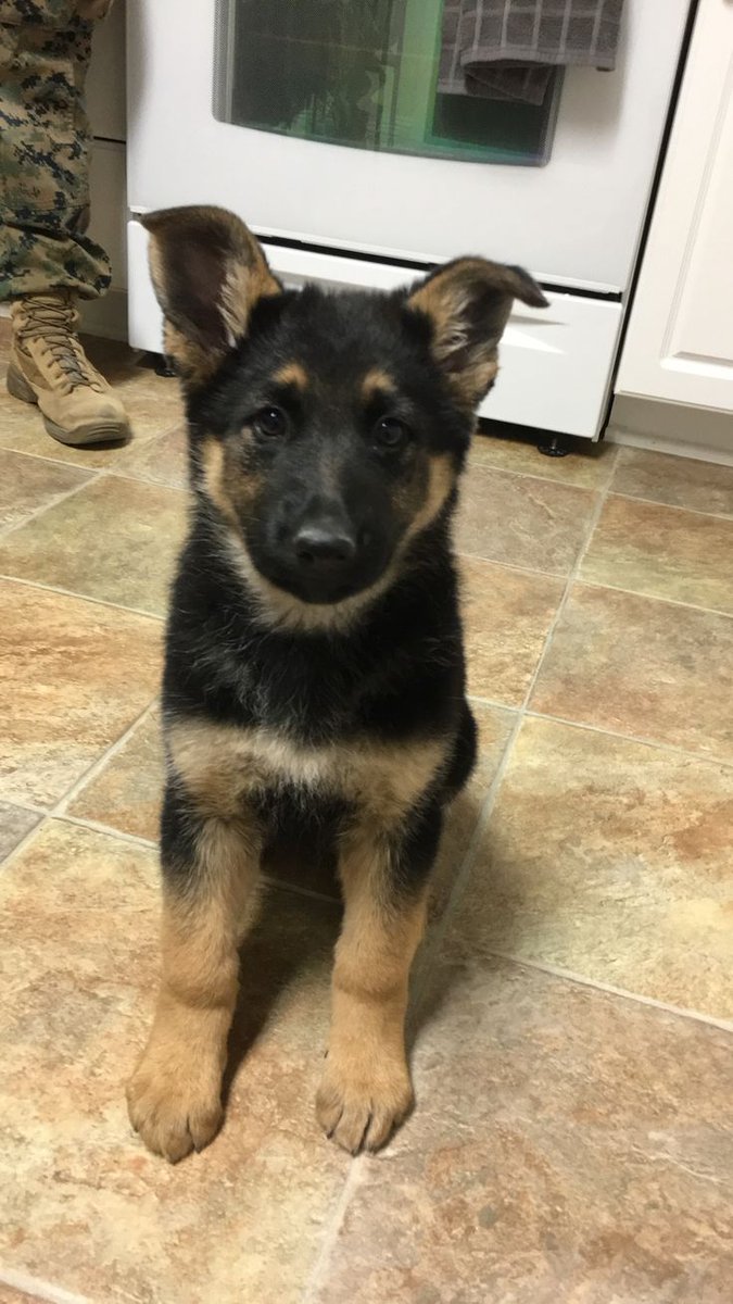 Popularpuppies © (@popularpuppies3) on Twitter photo 