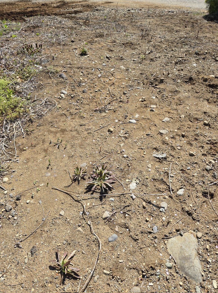 自宅迄お届け【家庭菜園、庭土、畑土、趣味で園芸にも】【好評に付き受け付け開始♡畑土なくなり次第終了】 我が家の庭で家庭菜園を始めようと荒れた土を取り除いて新しい土をと
