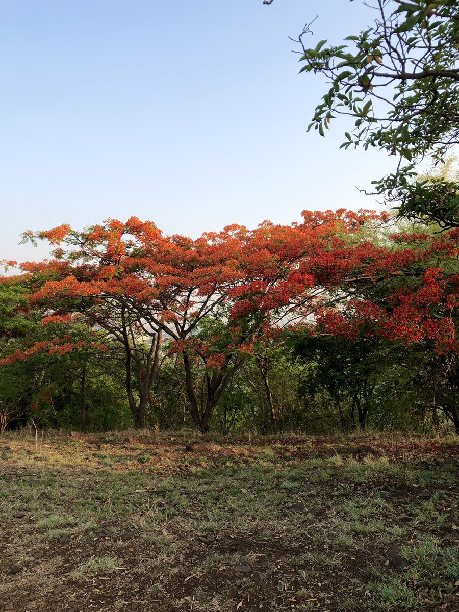 amarbarwe's tweet image. Gulmohar setting the tekdi on fire again. Same trail, new shades of red. This view never gets old.🔥❤️
#Pune #Tekdi #Gulmohar #MorningWalks #NatureIsBeautiful
