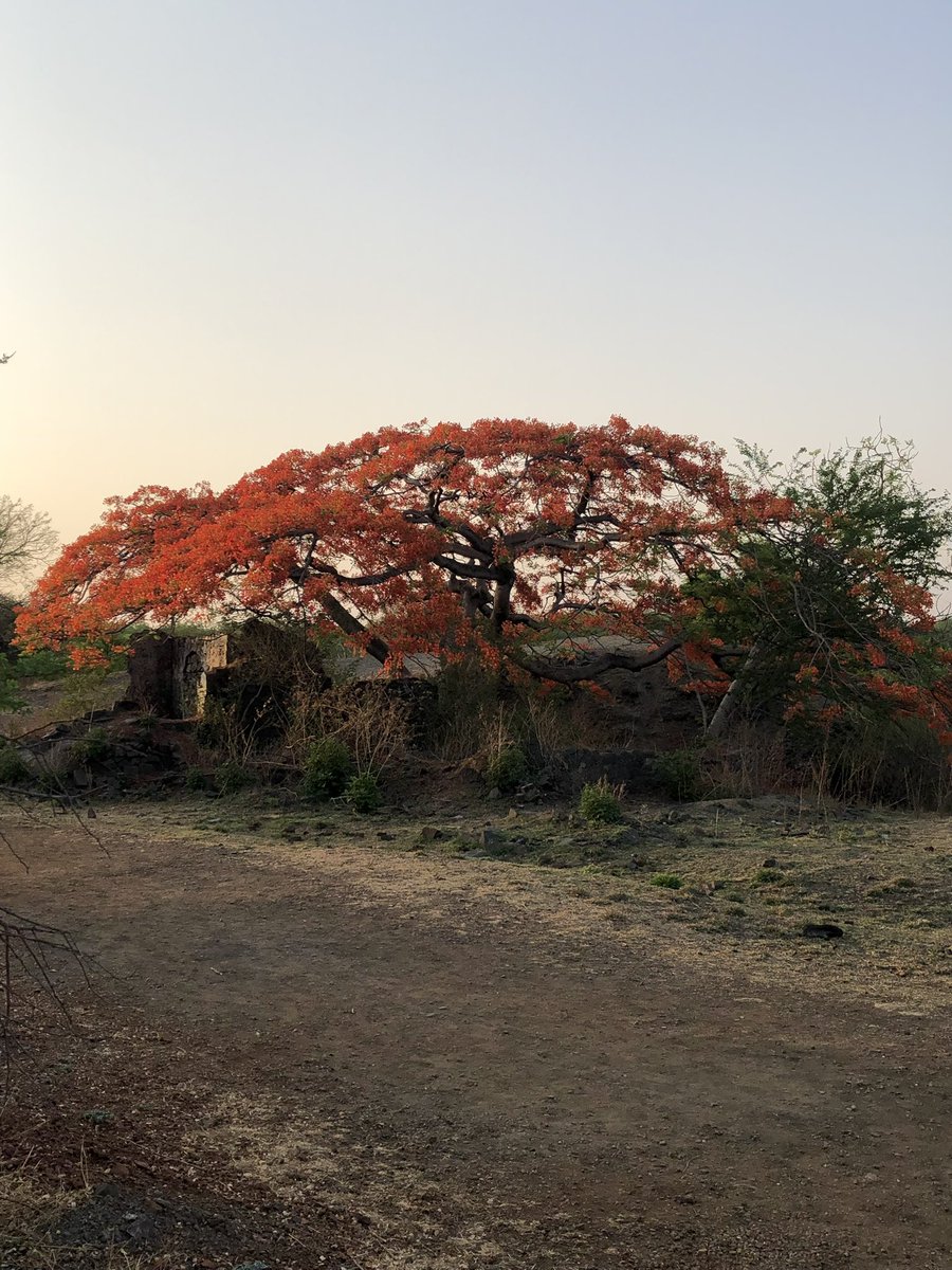 amarbarwe's tweet image. Gulmohar setting the tekdi on fire again. Same trail, new shades of red. This view never gets old.🔥❤️
#Pune #Tekdi #Gulmohar #MorningWalks #NatureIsBeautiful