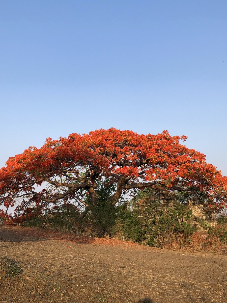 amarbarwe's tweet image. Gulmohar setting the tekdi on fire again. Same trail, new shades of red. This view never gets old.🔥❤️
#Pune #Tekdi #Gulmohar #MorningWalks #NatureIsBeautiful