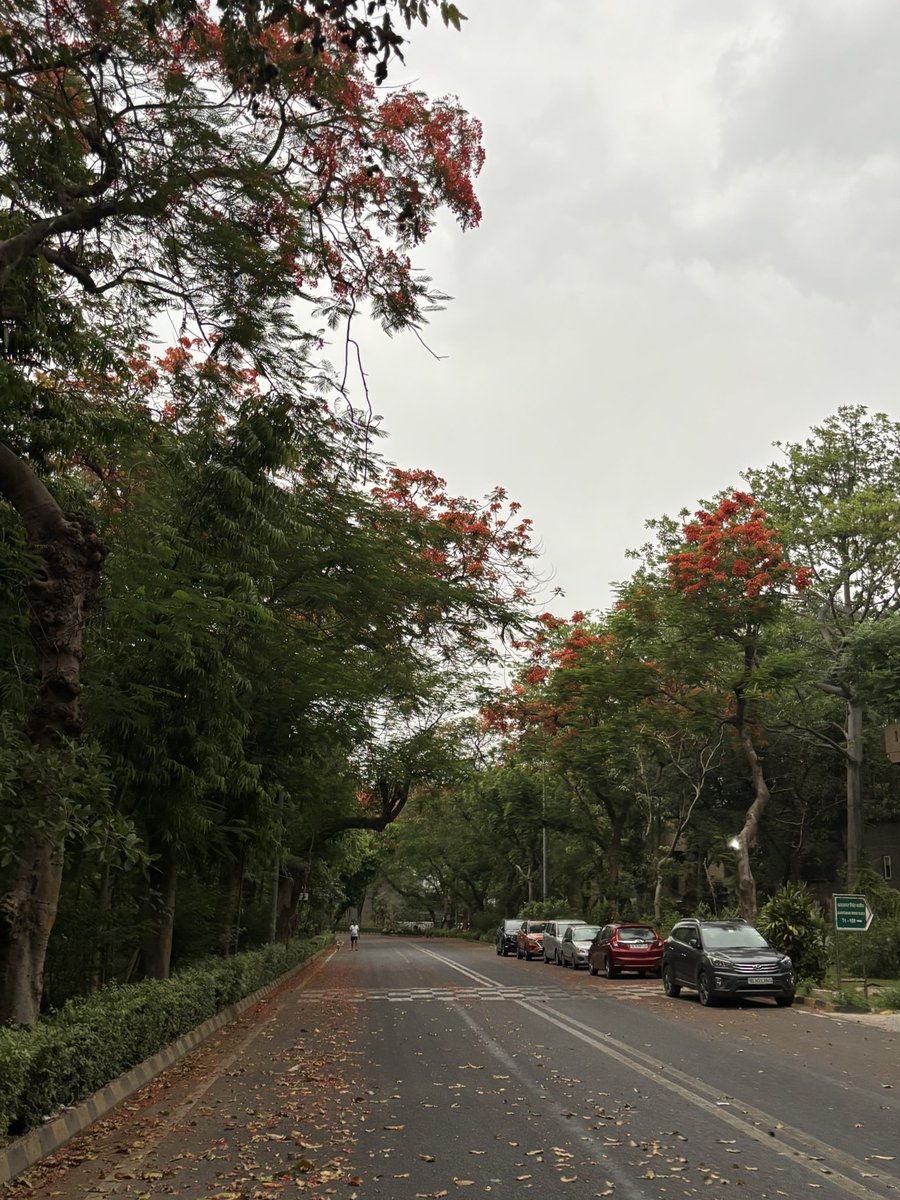 pargaien's tweet image. A cool breeze and the red beauty of the trees were a welcome greeting from nature during this morning's walk. Wow, those lovely Delonix🌺🌺🌺

#GoodMorningVibes 
#Wednesday
@DrAmbrishMithal @DelhiTreesSOS