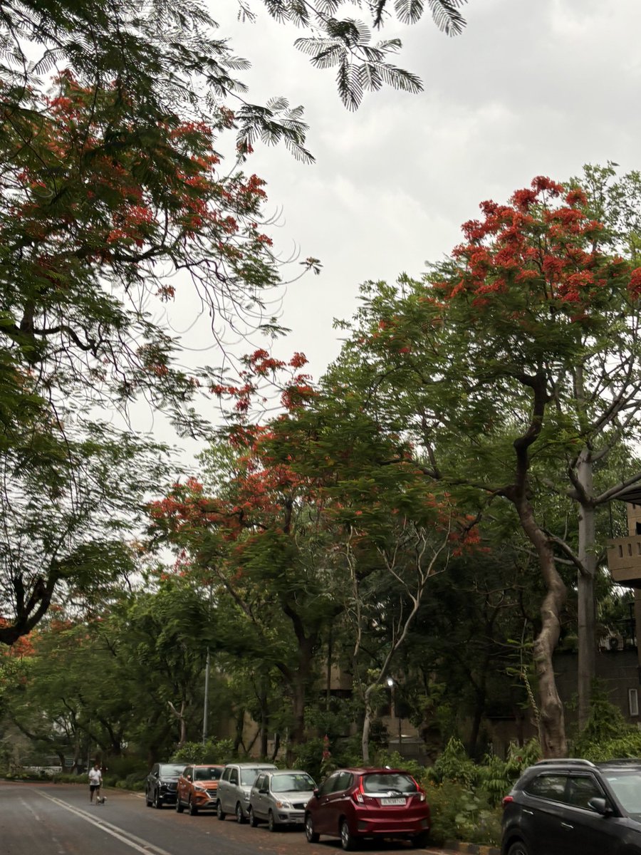 pargaien's tweet image. A cool breeze and the red beauty of the trees were a welcome greeting from nature during this morning's walk. Wow, those lovely Delonix🌺🌺🌺

#GoodMorningVibes 
#Wednesday
@DrAmbrishMithal @DelhiTreesSOS
