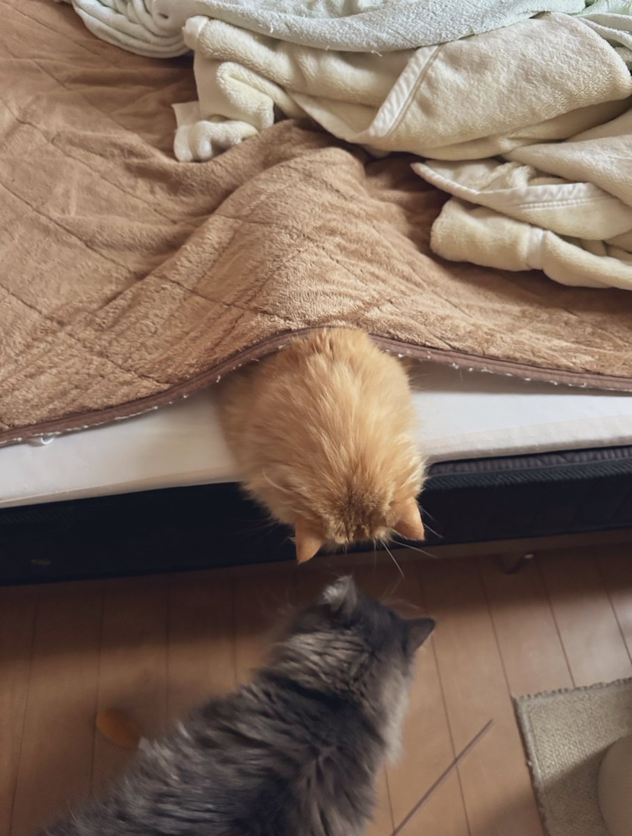 ネコランド tweet media