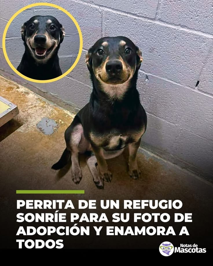 ANIMALITOS SANADORES tweet media