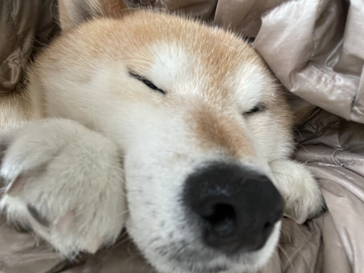 保護猫たんぽぽと虹の橋の柴犬アンちゃん tweet media