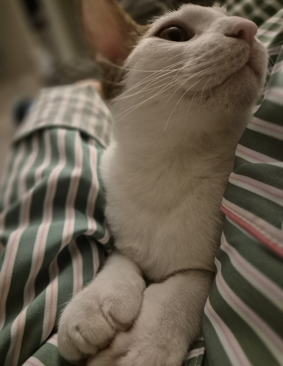 포라 ForA tweet media