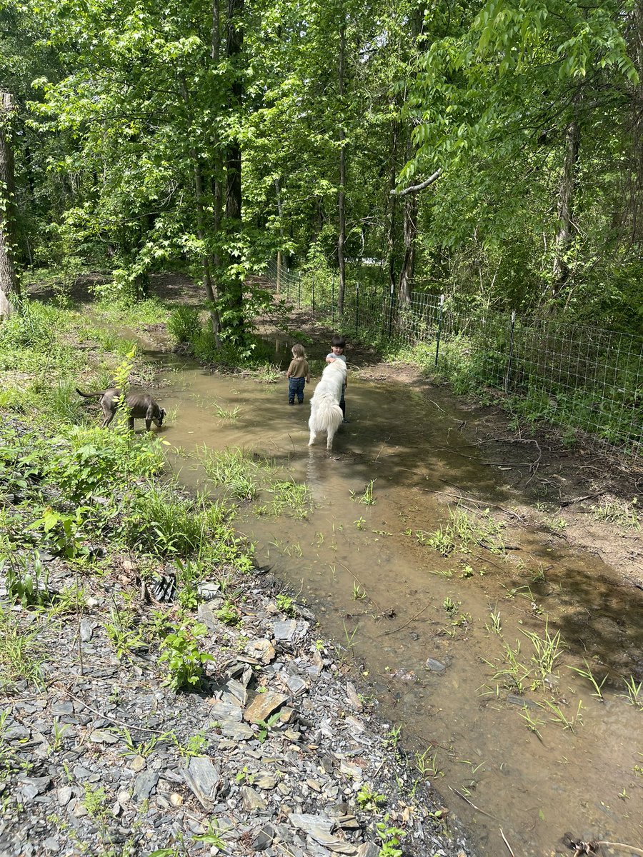 CallisonFarmPyr's tweet image. Moose enjoying his new home! ❤️❤️ Thank you all for giving him the best life possible!! 💜 We can’t wait to see him grow up with those boys! #boys #moose #home #finally #callisonfarmpyrs