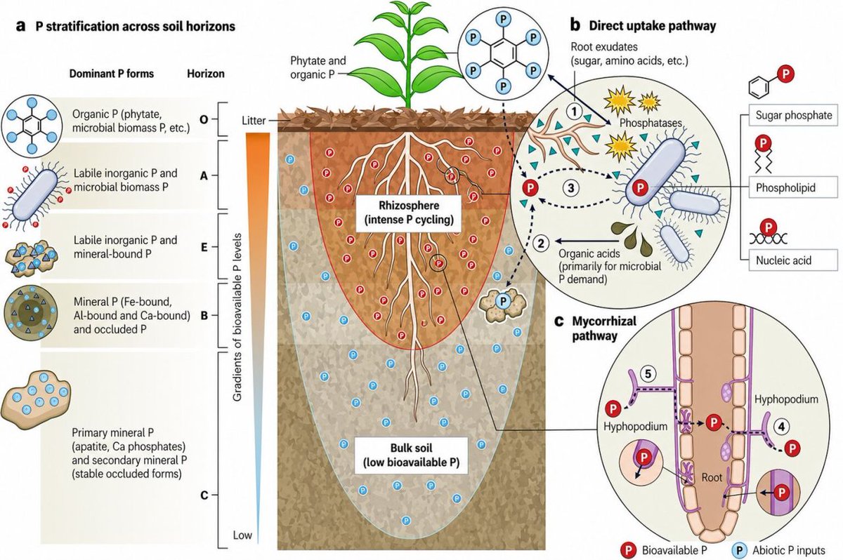 NutaniMan tweet media