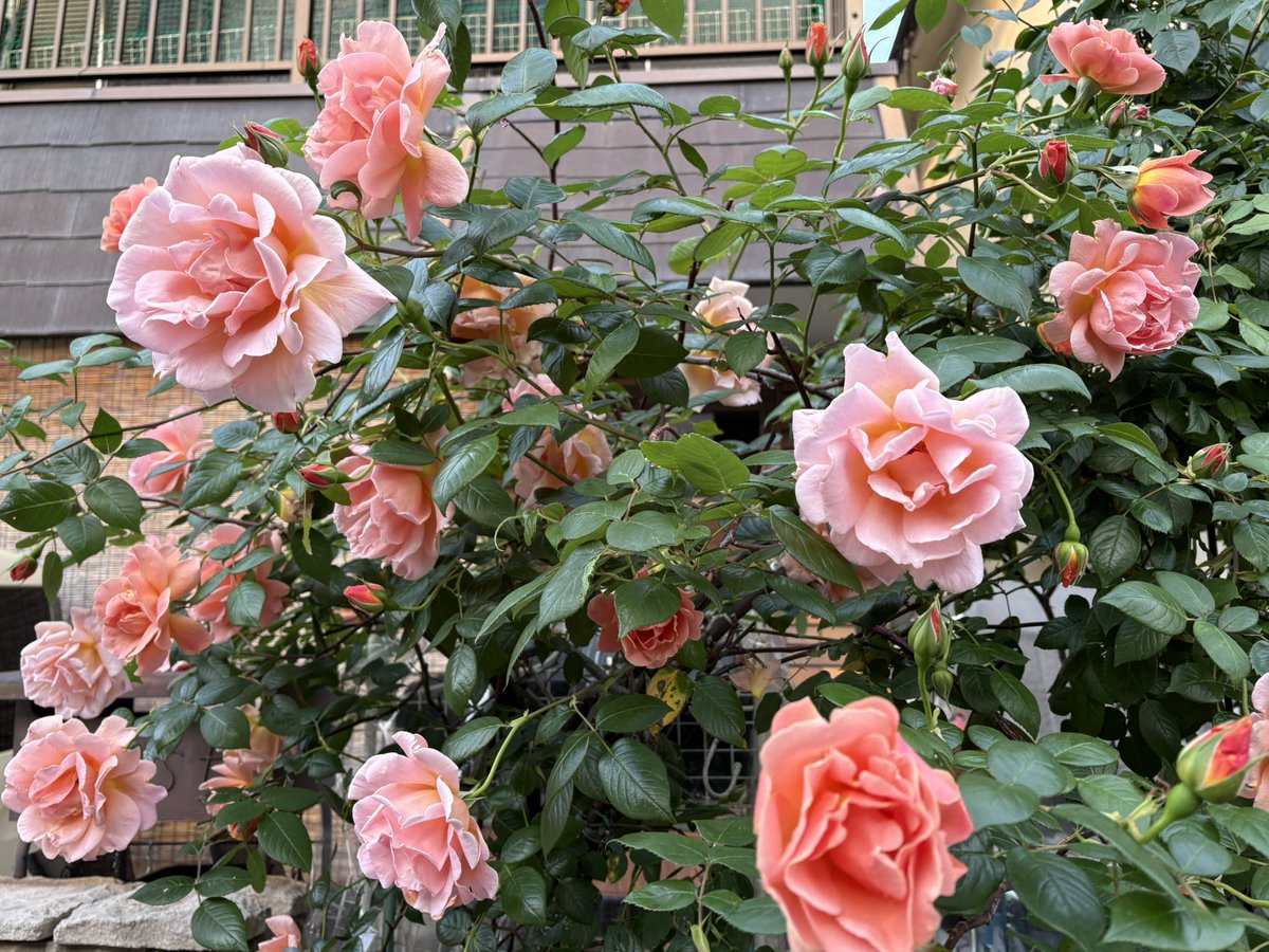 ルナしっぽ2 tweet media