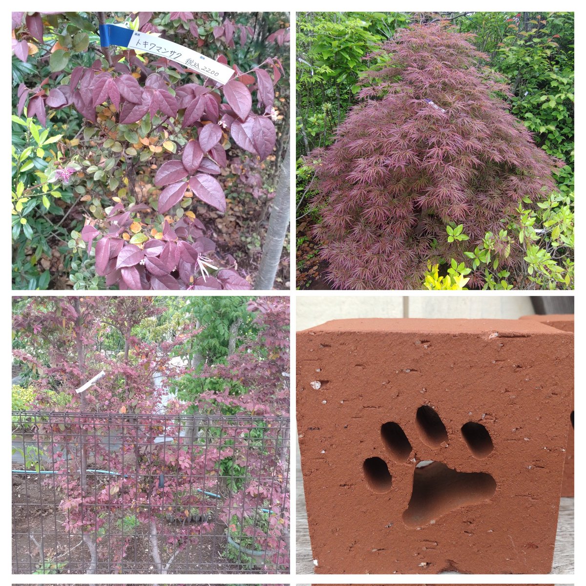 たまきち⚓大湊鎮守府🍶 tweet media