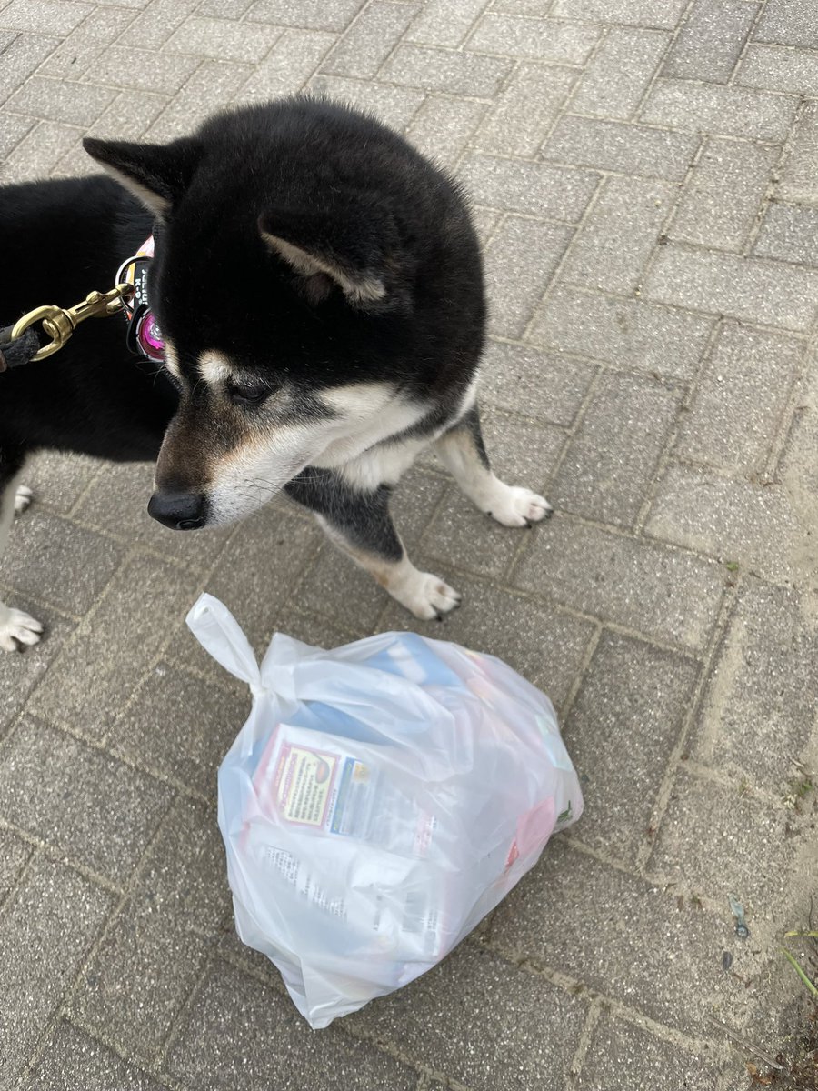 kazuma_Design_'s tweet photo. おはようございます。
はな隊長と今日も福拾いです🗑️

ボチボチ、ゆるーくやってます😊

皆さま今日も心穏やかに。
素敵な1日をお過ごしください🖖🏼

福拾い782日目

#️⃣コツコツが勝つコツ https://t.co/i9YVizQjnB