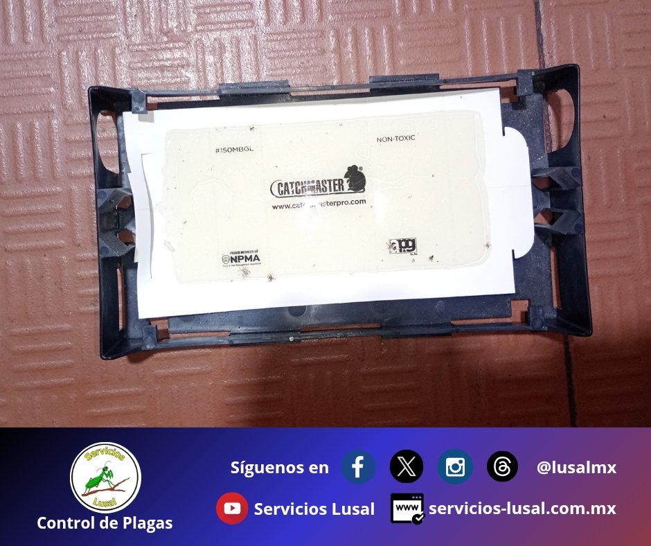 lusalmx's tweet image. Último servicio del día. 😎👍

Servicios Lusal -@lusalmx- especialistas en #controldeplagas #fumigacion #desinfeccion #cuu