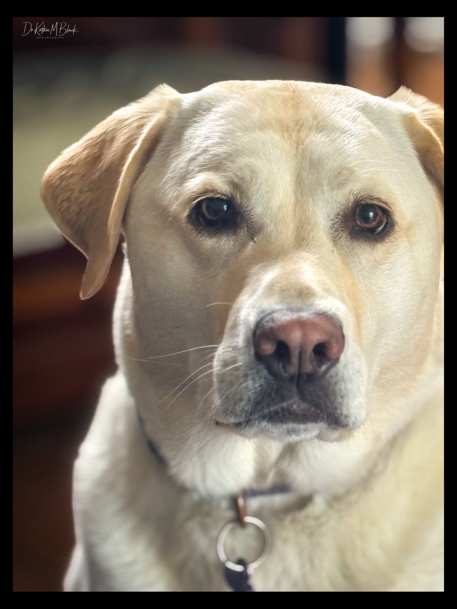drkathiemblack's tweet image. Stare Down
•
When she gives me this look - how can I not take her photo and share?
•
#home #beautifulbc #mylife #mylab