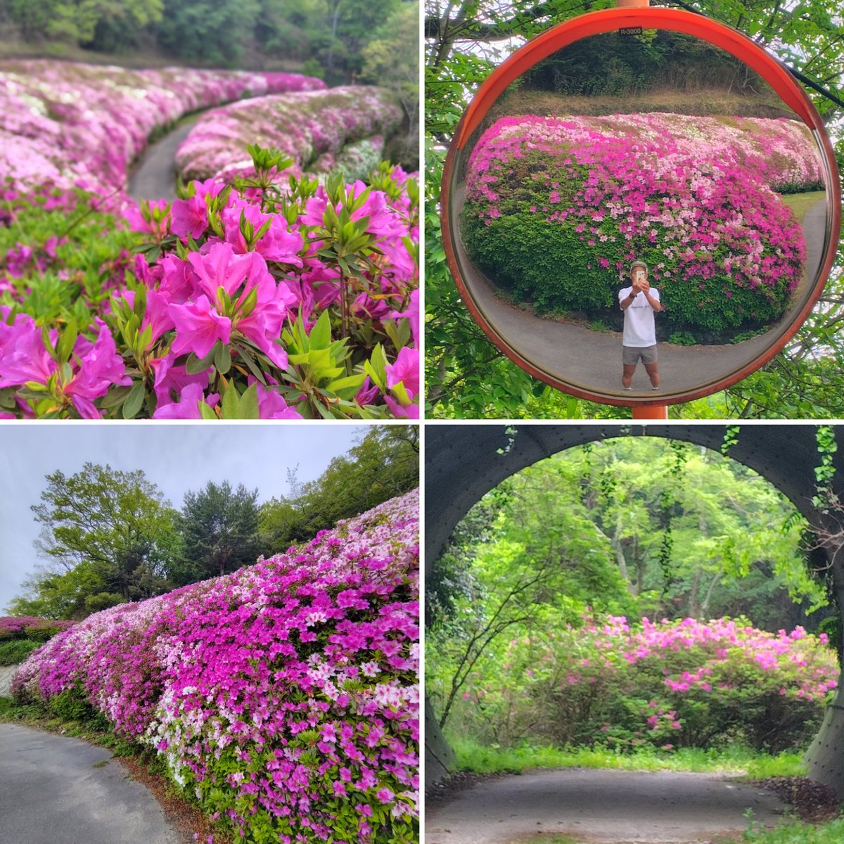 haru_jiiji's tweet image. 4/29  1608発目
14.01km #ランプラ

まーくん、皆さん、こんにちは
生駒ボルダー
ツツジロールラン(2回目)🌺
満開は週末？
次回3回目は
5/2(土) #parkrun のあと
らくらく登山道⤴️

先週から春のLiveWeek♬
#熱帯JAZZ楽団 #音礼・綴
今日は #風のハミング
行ってきま〜す😄

#ランニング