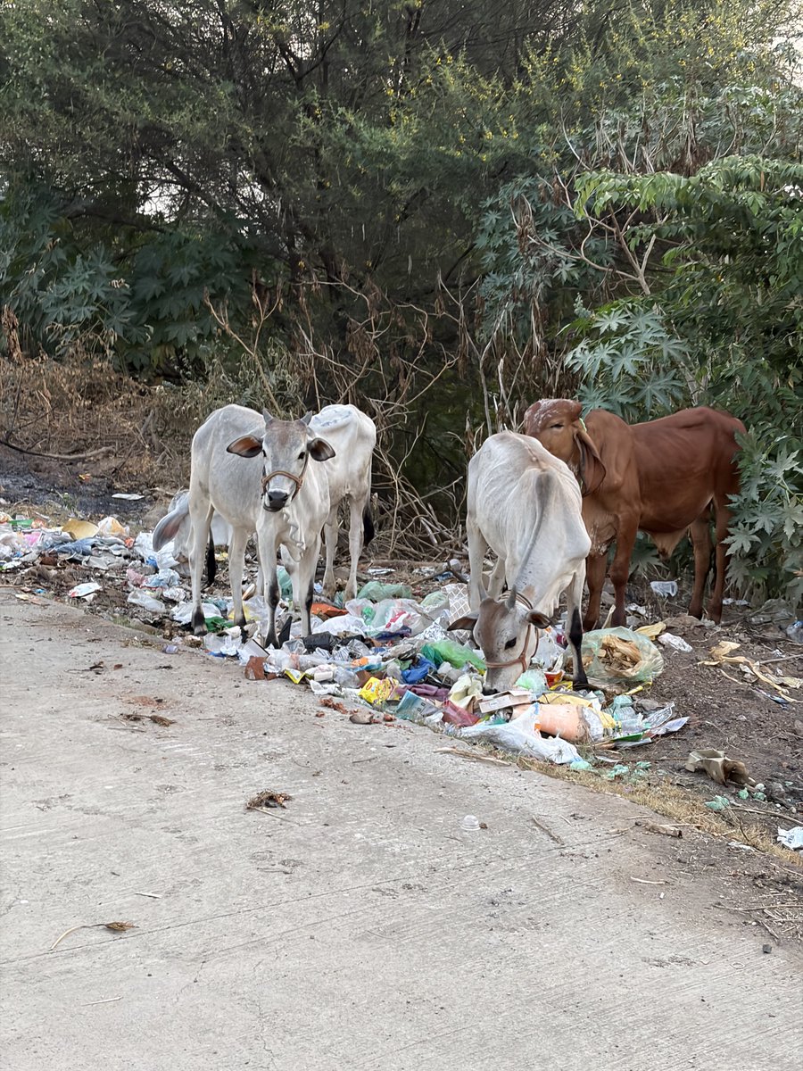 “We worship cows in India 🐮❤️
So <a href="/CbeCorp/">Coimbatore Corporation</a> spent ₹52 crores to create premium open-air garbage restaurant for them so they are feasting on plastic &amp; waste while citizens walk &amp; run next to this stench. Next-level maintenance and civic sense. Bravo! <a href="/tweetKishorec/">Kishore Chandran</a> #coimbatore