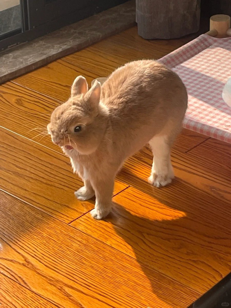 Why you should have a rabbit tweet media