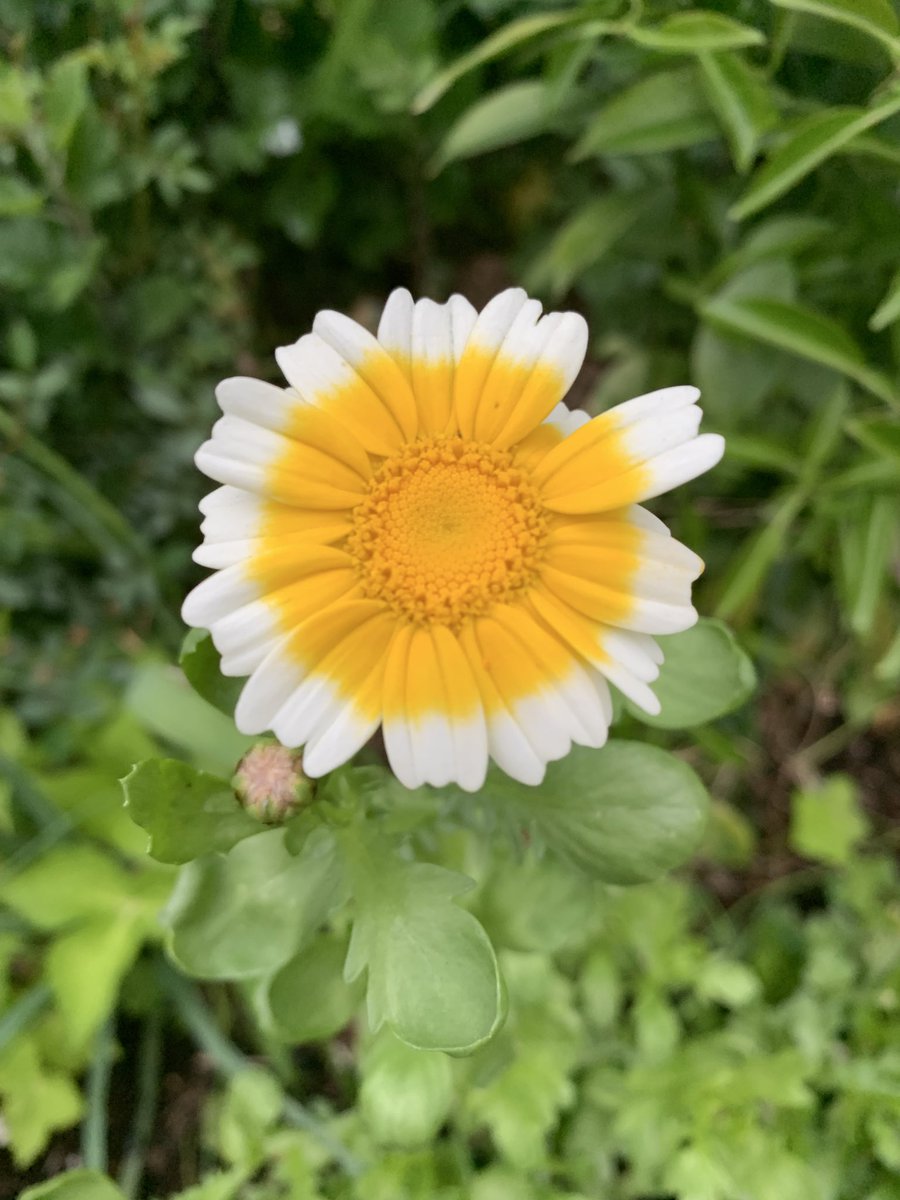 春菊の花です🌸
志は毘盧頂上を踏んで行は童の足下を拝する。