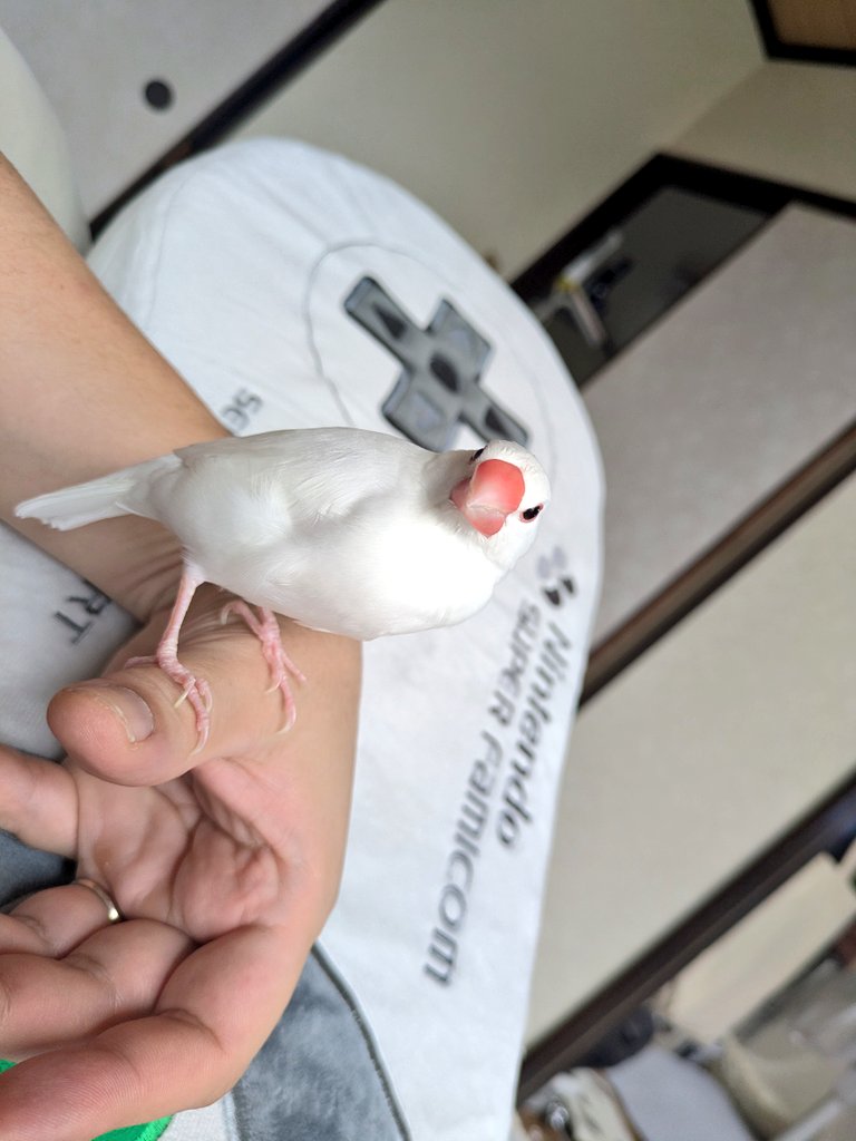 XL文鳥 tweet media