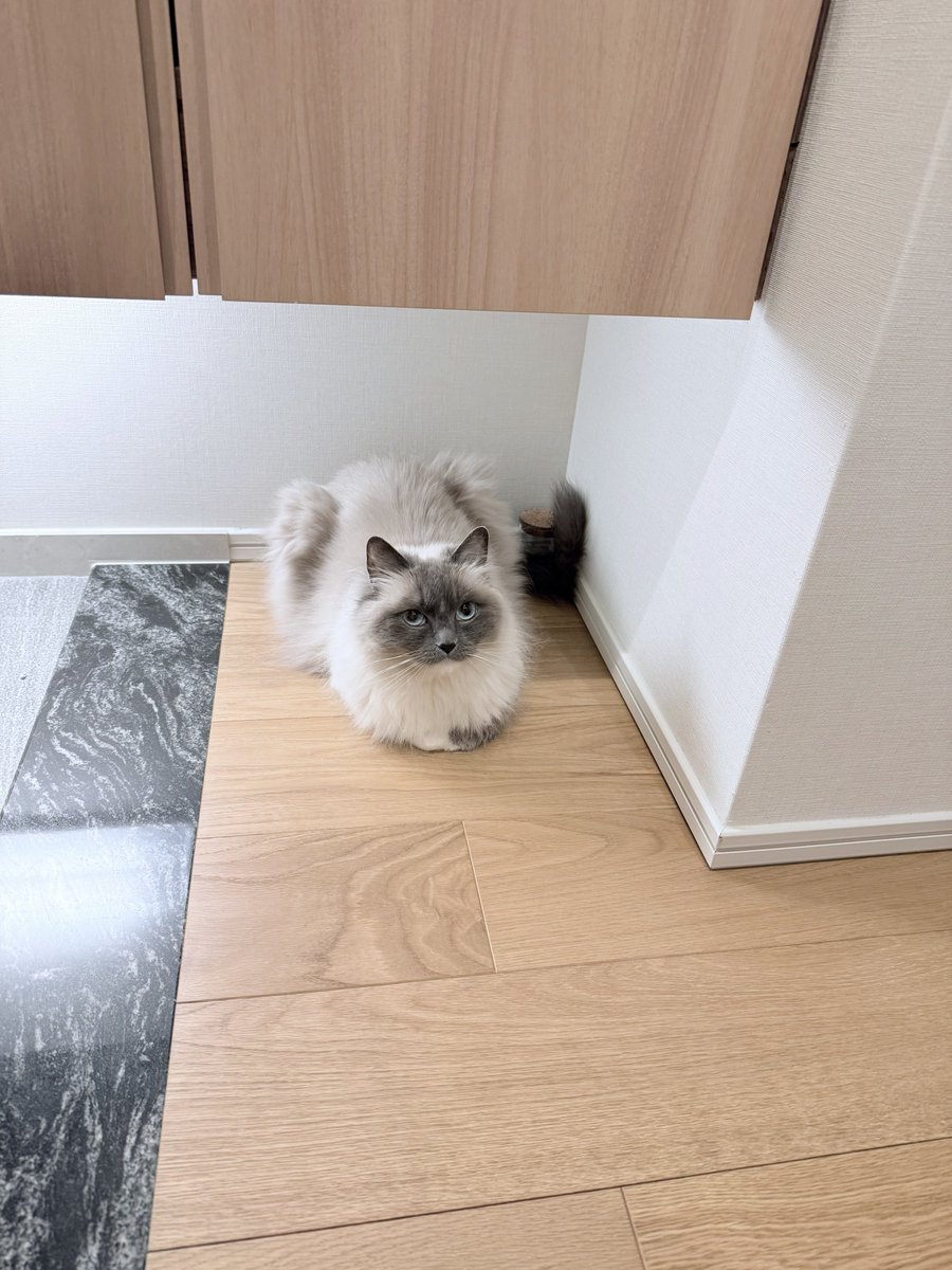 🐱ぽもち🐱 tweet media