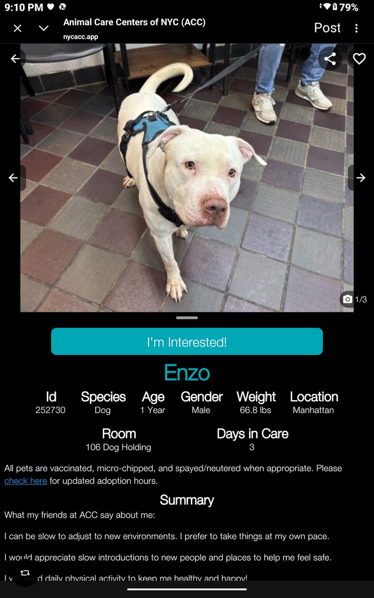 CharBolen's tweet image. ENZO 🩵  #252730  1yr old Boy 🩵#Nycacc
He's new to the shelter.. he's a gorgeous puppy 
in need of a loving permanent home..
He needs love and comfort and to live a great 
life that a puppy should be living.. joy and 
laughter.. he's ready to go home
#Adopt#Foster#Pledge 🩵🏡🩵
