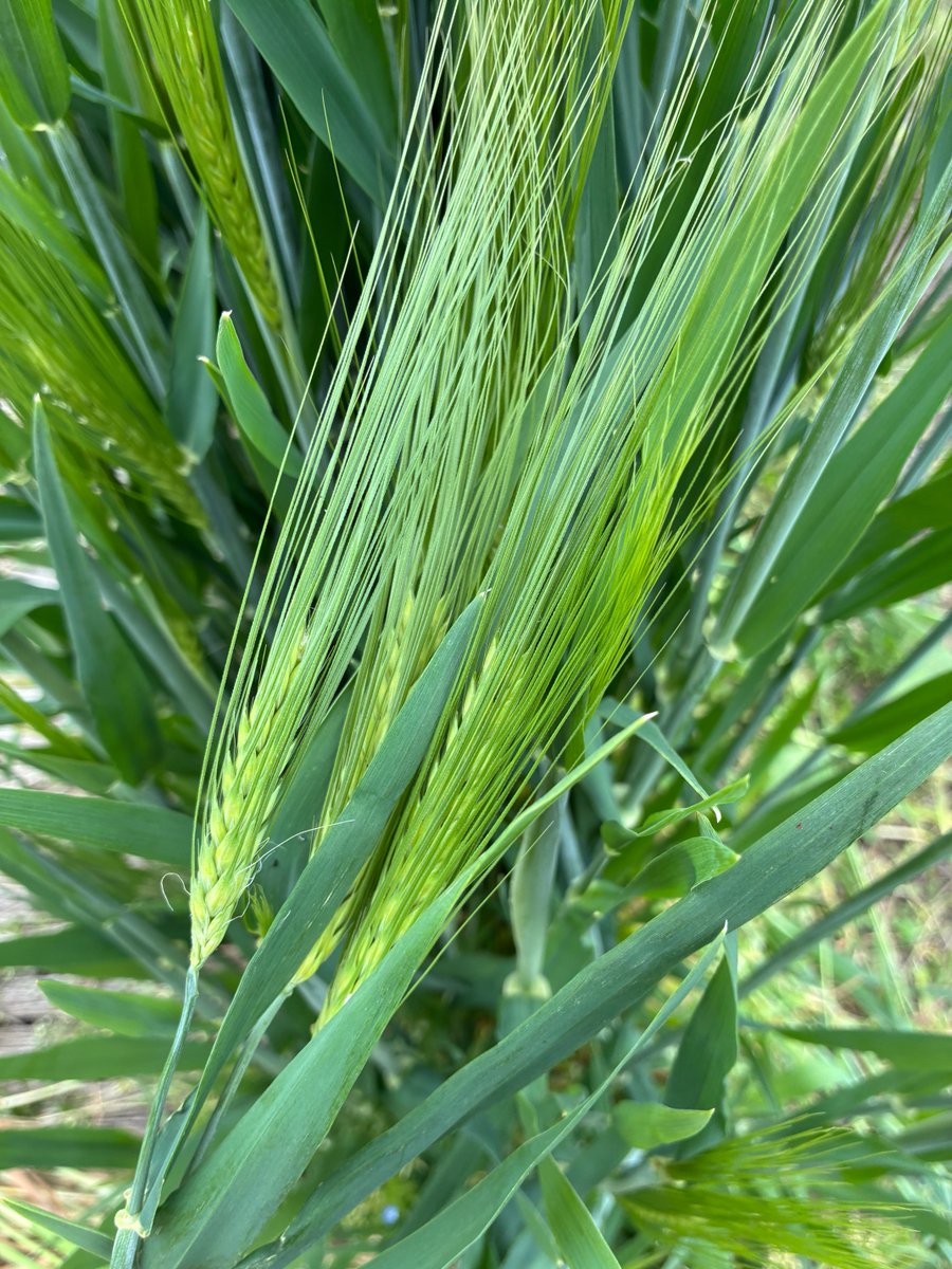 昨年蒔いた大麦が
少しずつ実ってきました。
黄金色になれば完熟です🌾
収穫→乾燥→焙煎して
麦茶にする予定🫗わくわく
