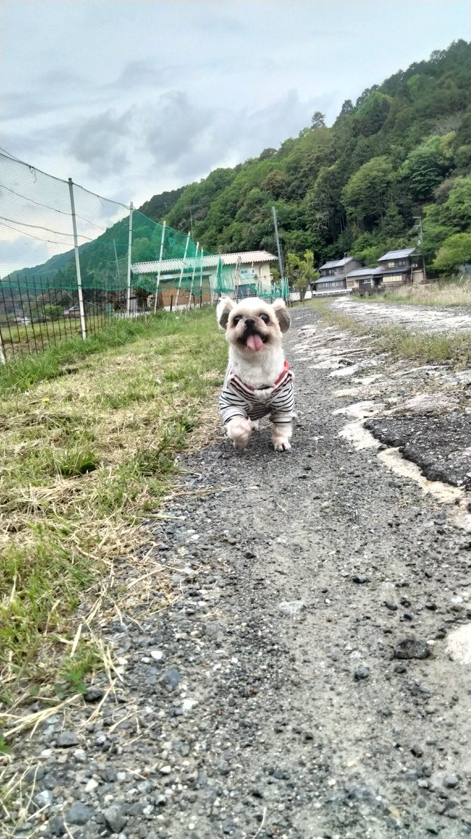 super_hogex's tweet photo. 野間の大ケヤキ〜 https://t.co/kgIcS0voyu