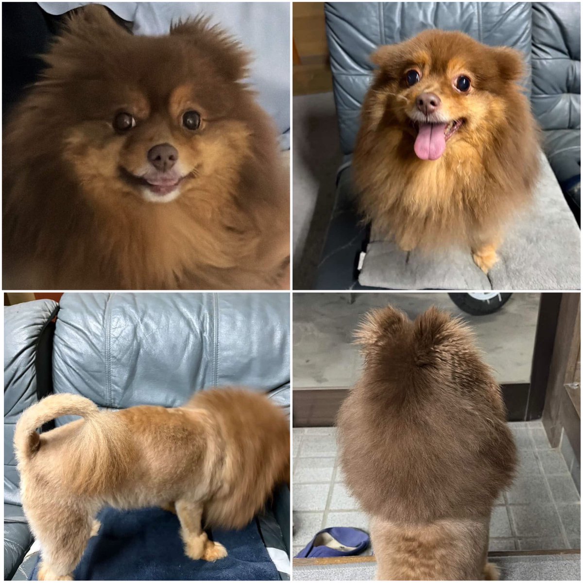 笠原将吾/鳴門市議会議員（参政党） tweet media